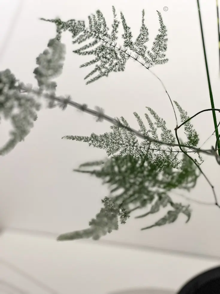 【池坊いけばな展】伝統文化の継承に感動🫠の画像_2