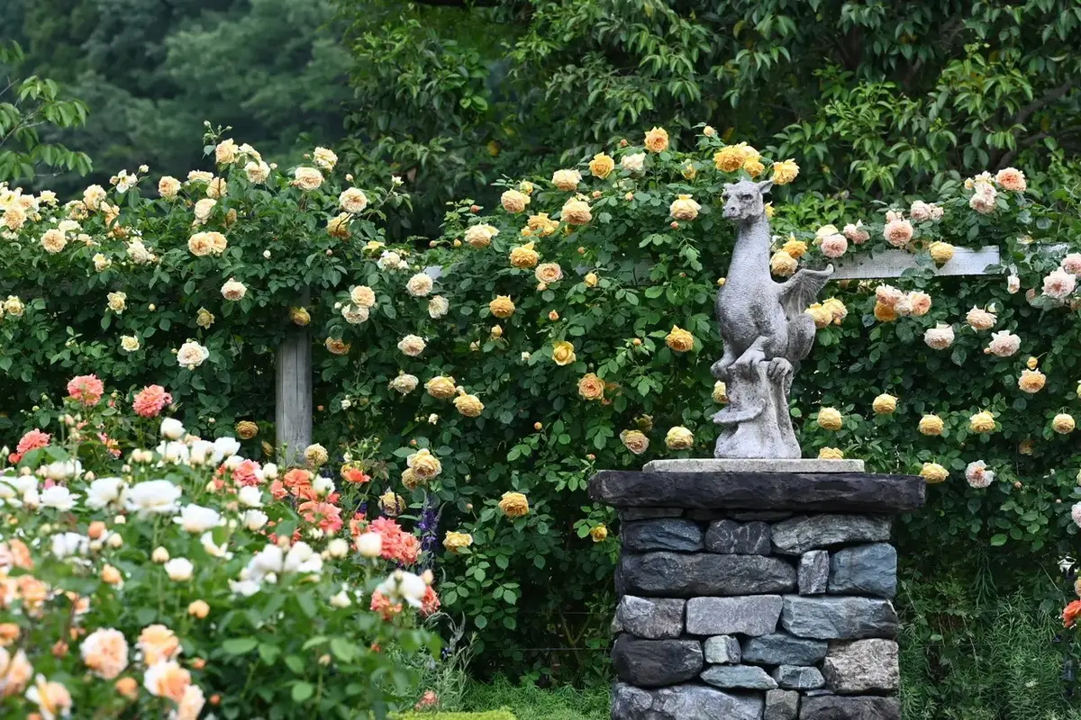 イングリッシュガーデン"風"じゃない！！滋賀県 ローザンベリー