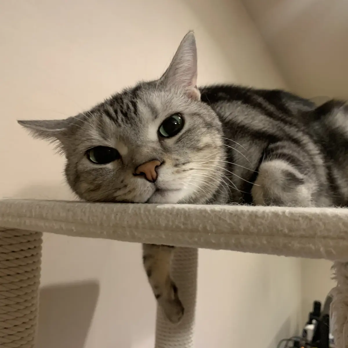 顔？おてて？おなか？の画像_2