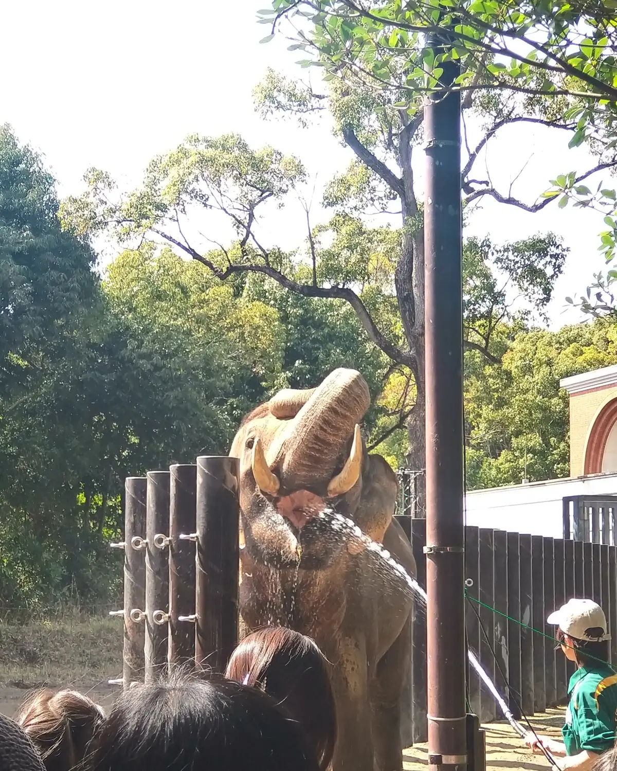 インドゾウ