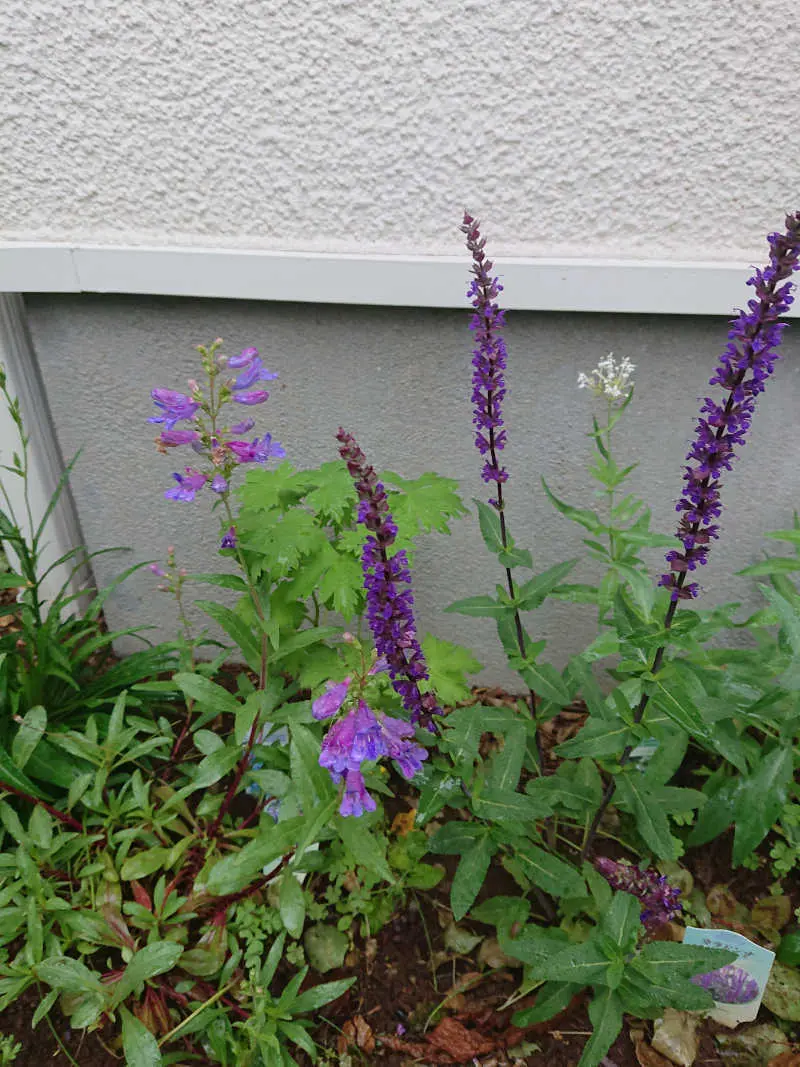 理想のテラスとガーデンを目指して・・・の画像_12