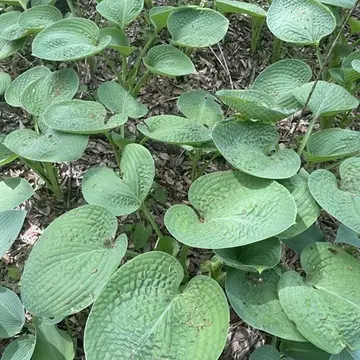 埼玉県森林公園「ラブハット」
