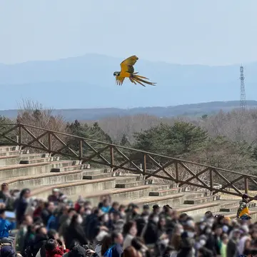 那須どうぶつ王国　バードパフォーマンス