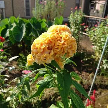 お花も育てています ケイトウの花も綺麗に
