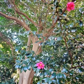 椿も綺麗に咲いていました。