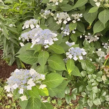 横浜イングリッシュガーデン内の紫陽花