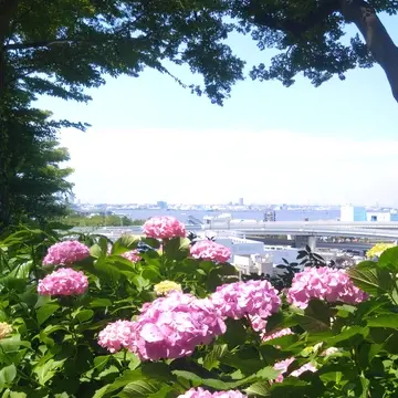横浜元町、港の見える丘公園、紫陽花