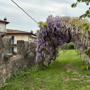 イタリア　ミラノ　イタリア旅行　演奏旅行　演奏会　ヌヴォレーラ　貴族　鶏　置物　食器　サロン　調度品　ガーデン　庭　藤