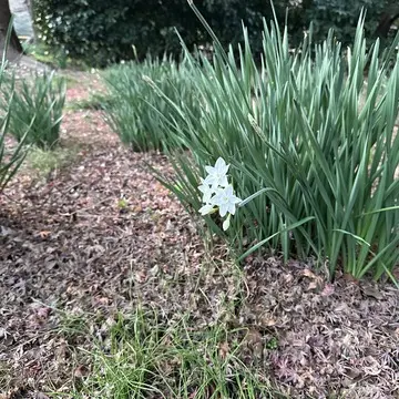 新宿御苑　冬　散策　新宿　公園　都内　自然　花　草木