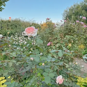 横浜イングリッシュガーデンの薔薇