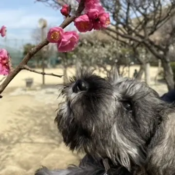 ミニチュアシュナウザー
