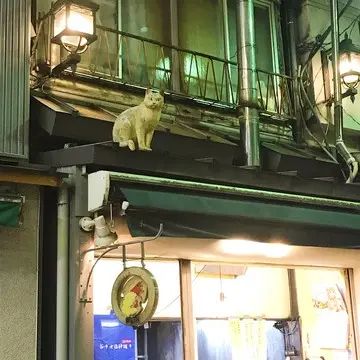 屋根に猫