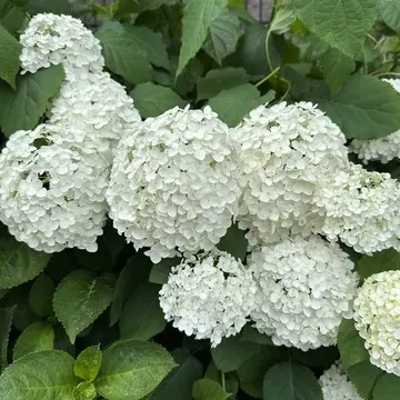 白い紫陽花