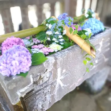 横浜元町商店街、厳島神社、花手水、紫陽花