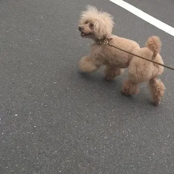 モジャモジャさん１