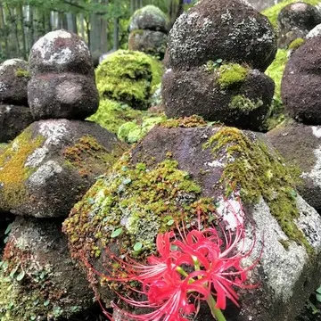 竹寺(報国寺)曼殊沙華