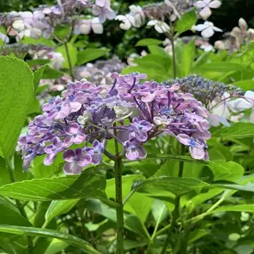 長谷寺　あじさい　満開