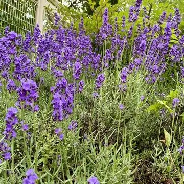 ラベンダーが咲いていました