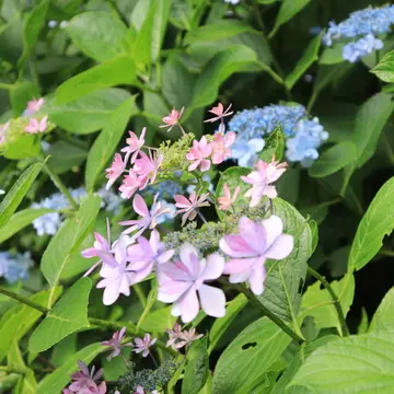 長谷寺　あじさい　アジサイ　見頃