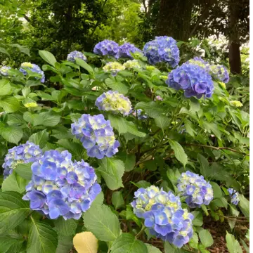 あじさい　紫陽花　　　　和のあじさい　六義園　ガクアジサイ　山紫陽花　都路里　　あじさいパフェ　大丸東京　手毬花　