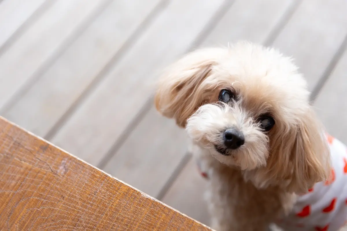エクラ 華組　鈴木たま江さんの愛犬