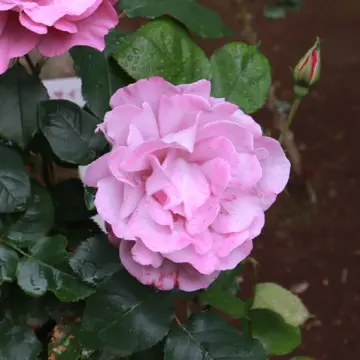 フェルゼン伯爵