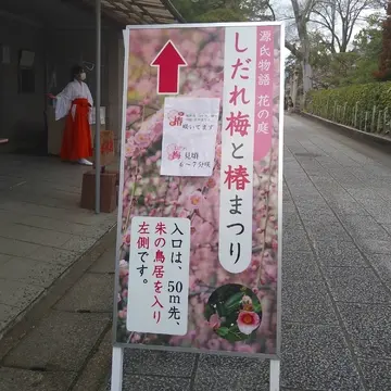 しだれ梅と椿まつり