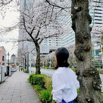 ランドマークタワーと桜