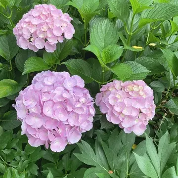 横浜イングリッシュガーデン内の紫陽花