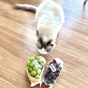 巨峰とシャインマスカットと猫（上の子🐈）