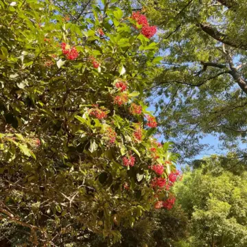 清水谷公園の木々