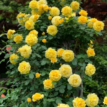 ツルゴールドバニー　仏