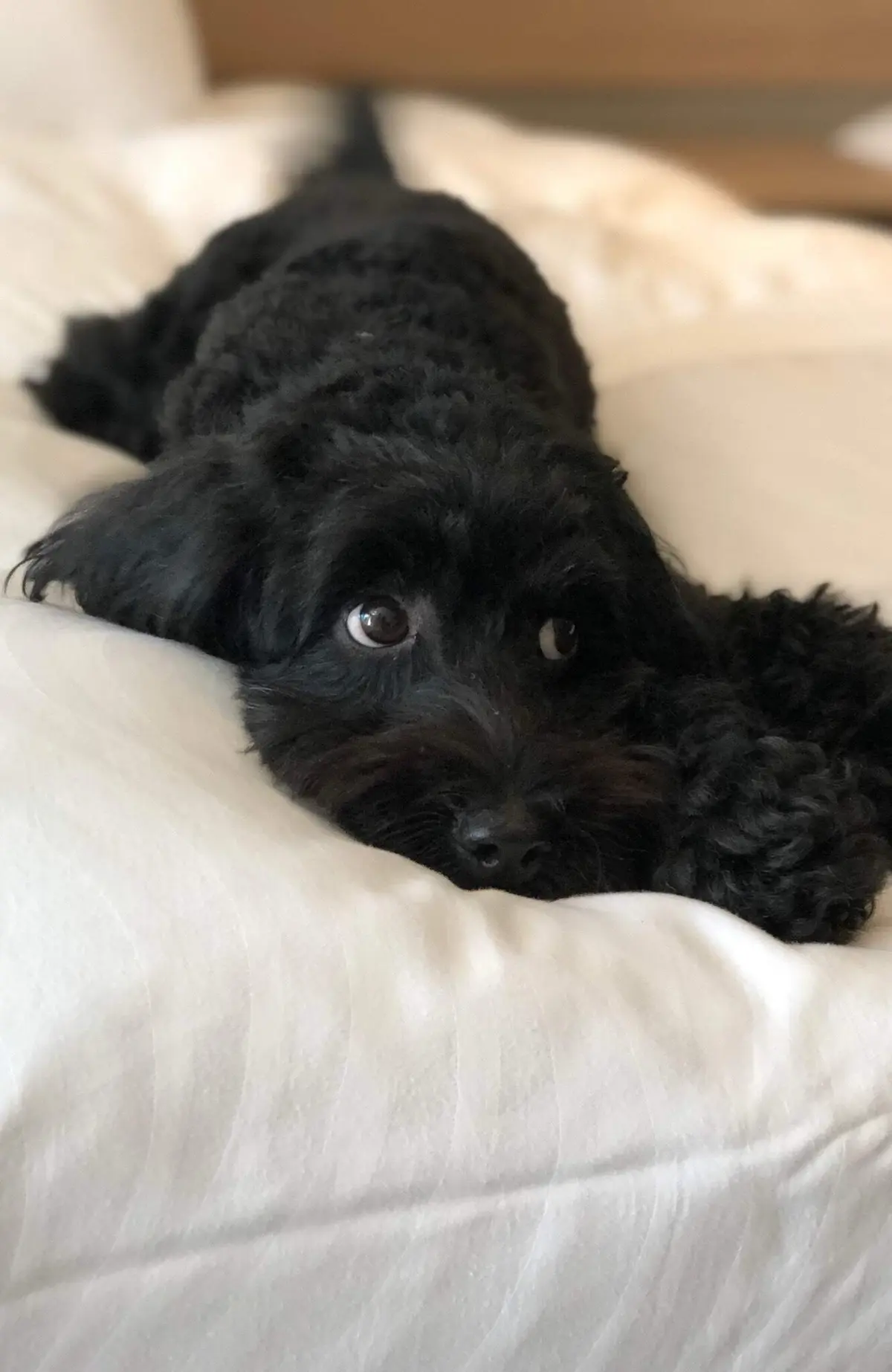 エクラ 華組　伊藤美帆さんの愛犬