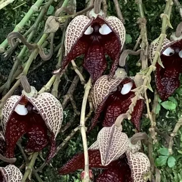 見た目はダース・ベイダーそのもの