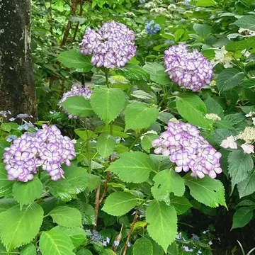 あじさい寺の紫陽花