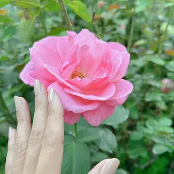 横浜イングリッシュガーデンの薔薇