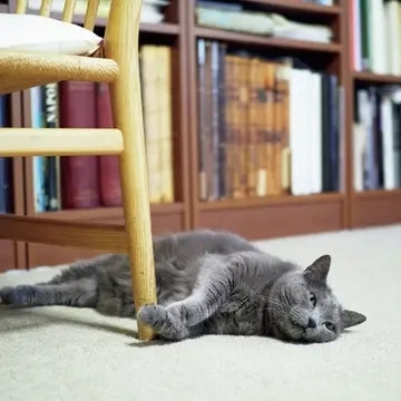 立派な洋書が並ぶリビングでごろん