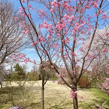 横浜イングリッシュガーデン園内の桜