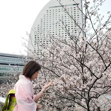 グランドインターコンチネンタルホテルと桜