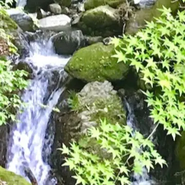 百一日参り  茶湯寺