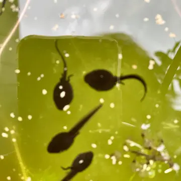 最近、足が生えてきました。