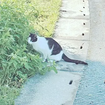 沖縄 瀬長島の猫