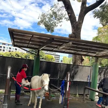 ポニー お手入れ中