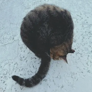 沖縄 瀬長島の猫