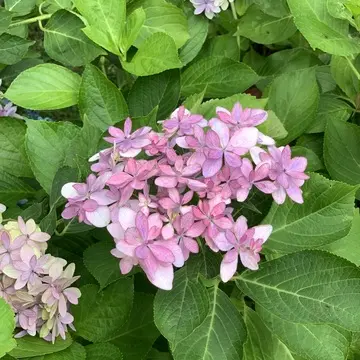 長谷寺　あじさい　満開