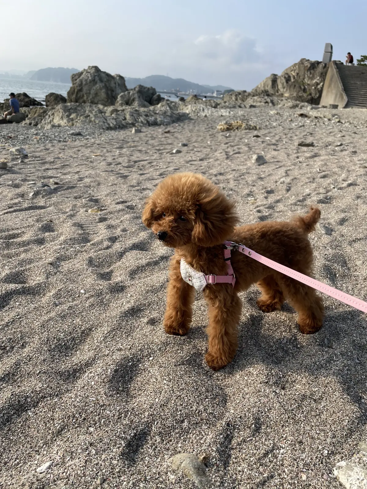 エクラ 華組　鈴木たま江さんの愛犬