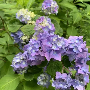 明月院の紫陽花