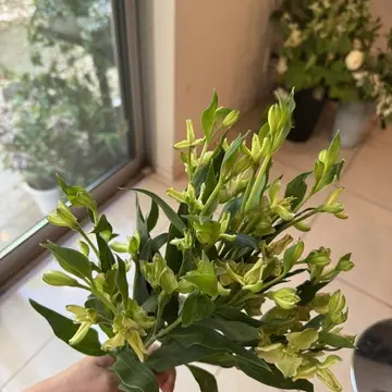 アルストロメリア