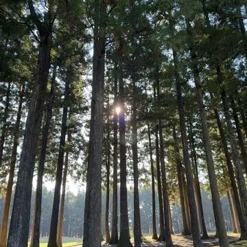 三井住友VISA太平洋マスターズ　風景　自然