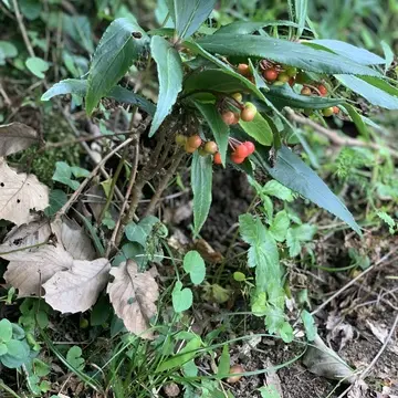 イザヤタイムアンドスペース　Isayah TIME AND SPACE  北鎌倉カフェ　古民家